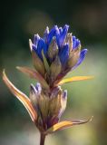 Gentiana triflora. Cоцветия. Кировская обл., г. Киров, Ботанический сад Вятского государственного университета, в культуре. 22.09.2018.