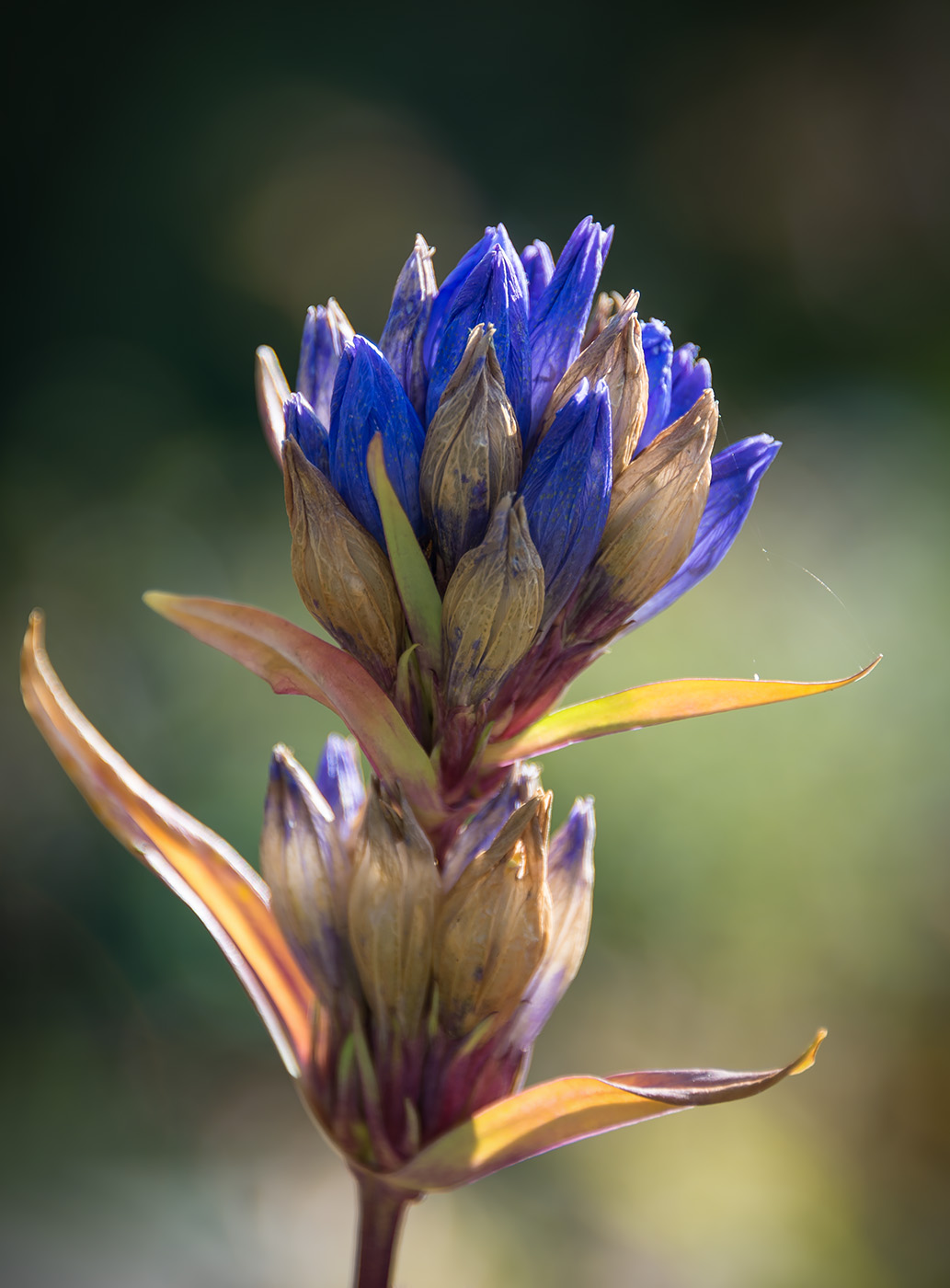 Image of Gentiana triflora specimen.