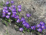 Crocus vernus