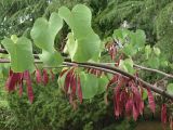 Cercis siliquastrum. Часть ветви с плодами. Краснодарский край, г. Сочи, Адлер, в культуре. 06.06.2007.