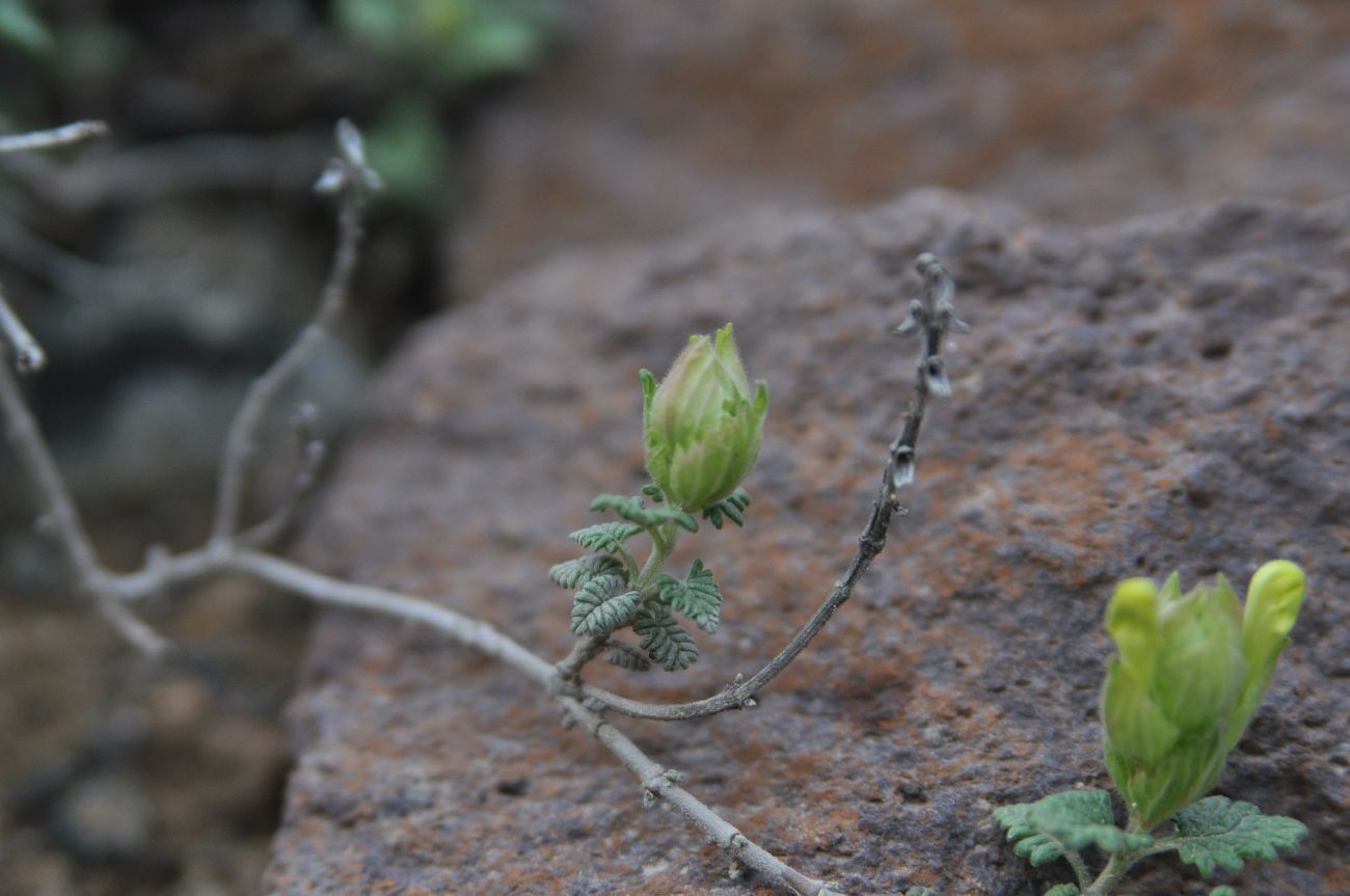 Изображение особи Scutellaria orientalis.