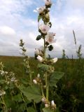 Althaea officinalis