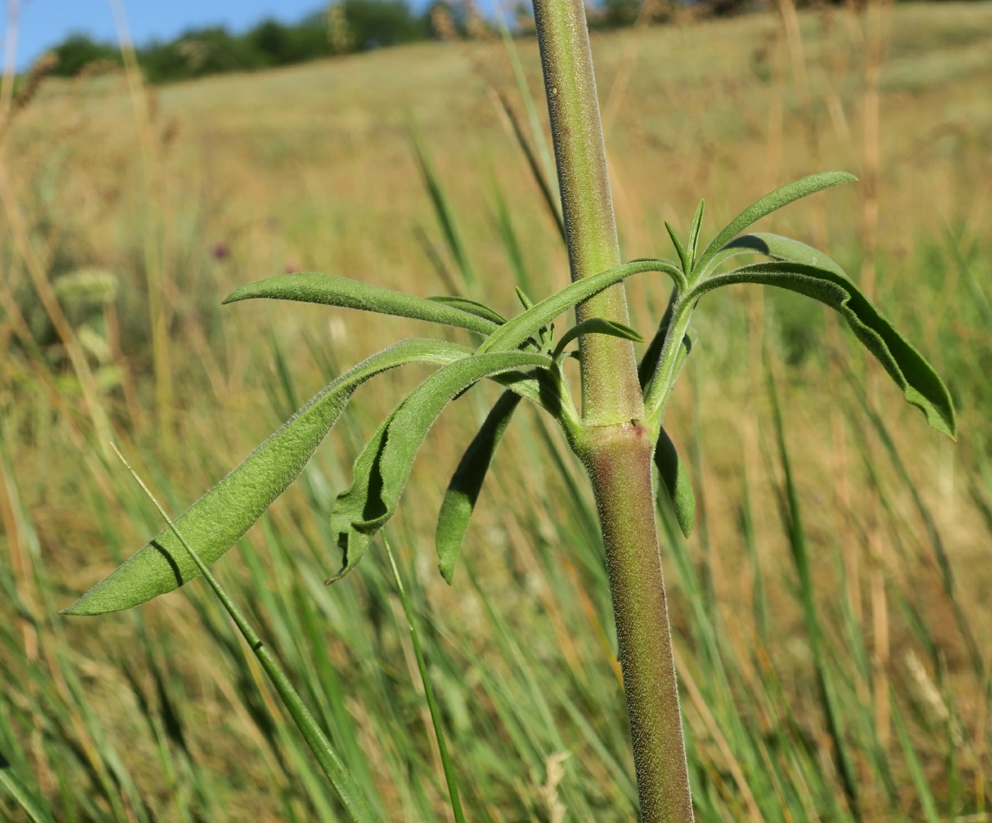 Image of Silene donetzica specimen.