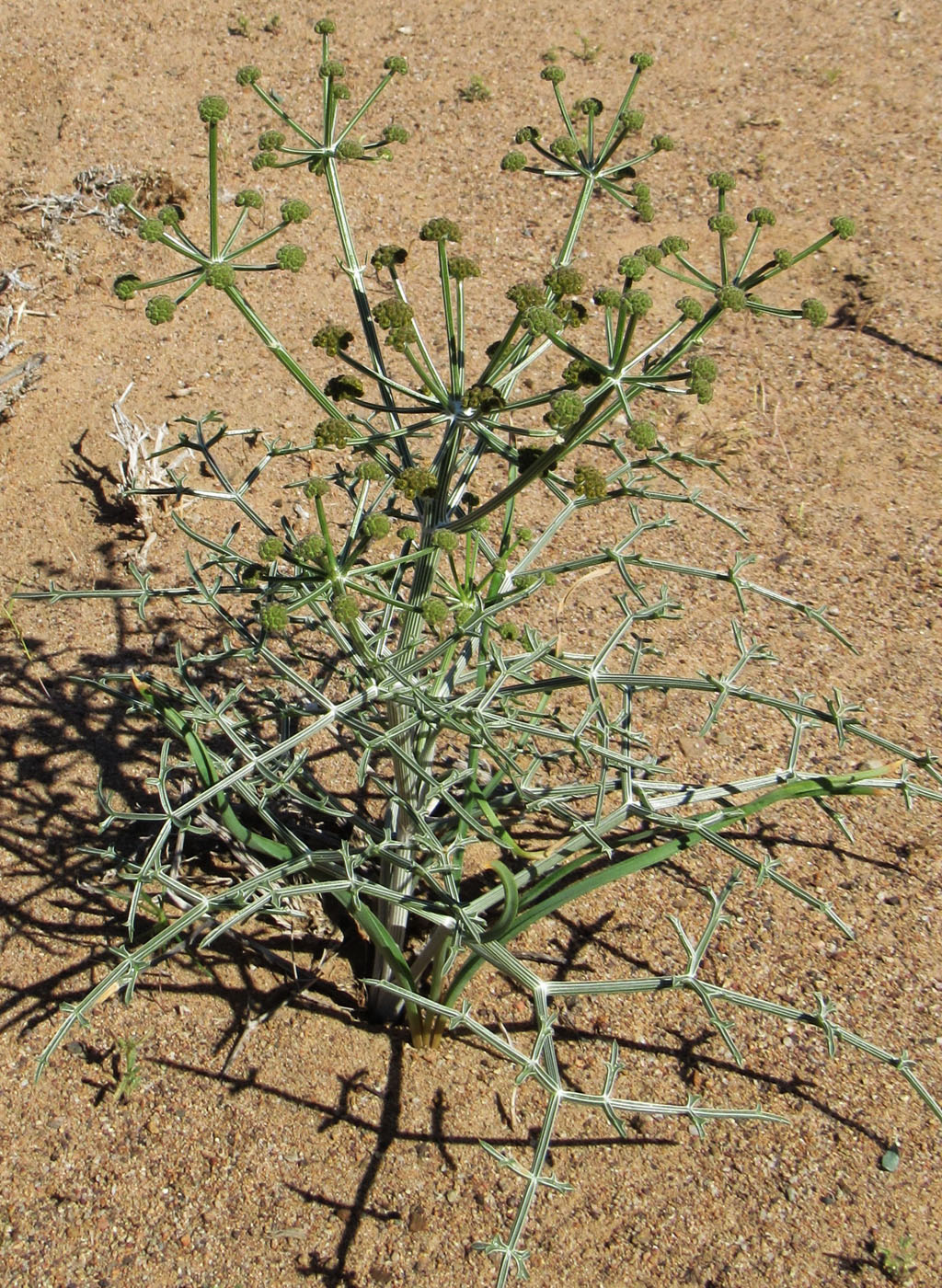 Изображение особи Ferula karelinii.