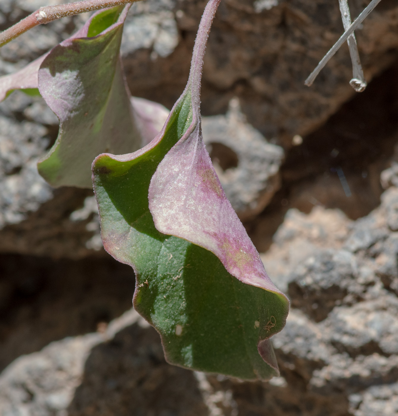 Image of Commicarpus helenae specimen.