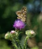 Image of taxon representative. Author is Виктор Колесников