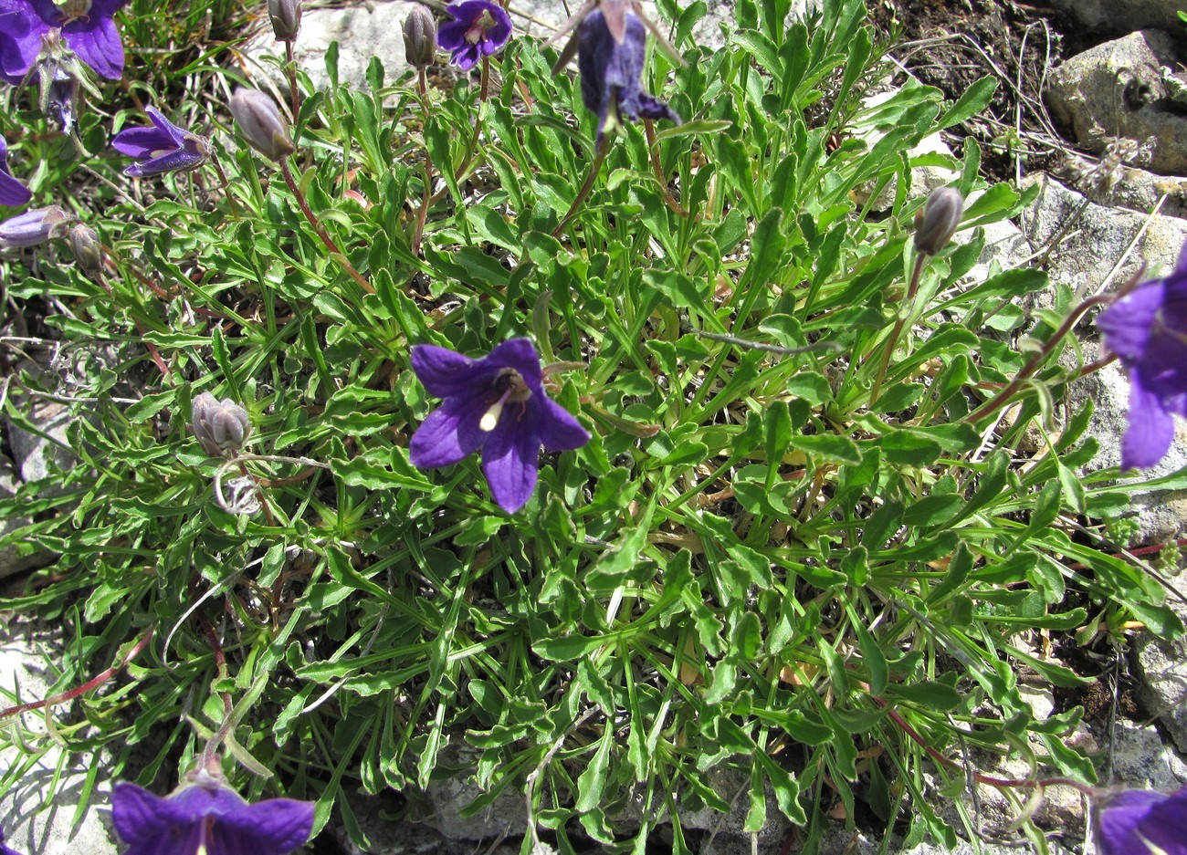 Изображение особи Campanula argunensis.