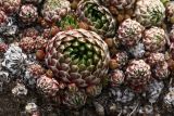 Orostachys spinosa. Вегетирующие растения. Иркутская обл., Ольхонский р-н, окр. с. Сахюрта, Тутайский залив оз. Байкал, береговой склон, степь. 13.07.2019.
