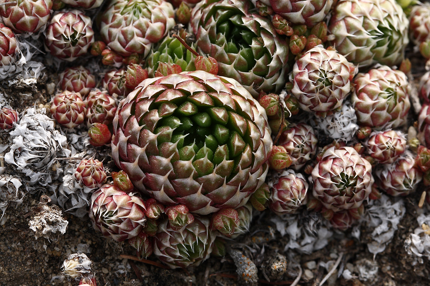 Image of Orostachys spinosa specimen.