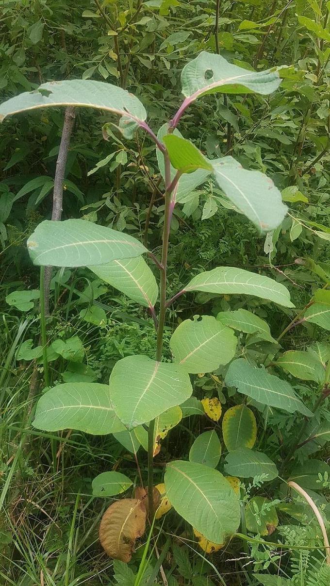 Изображение особи Salix magnifica.