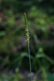 genus Alopecurus