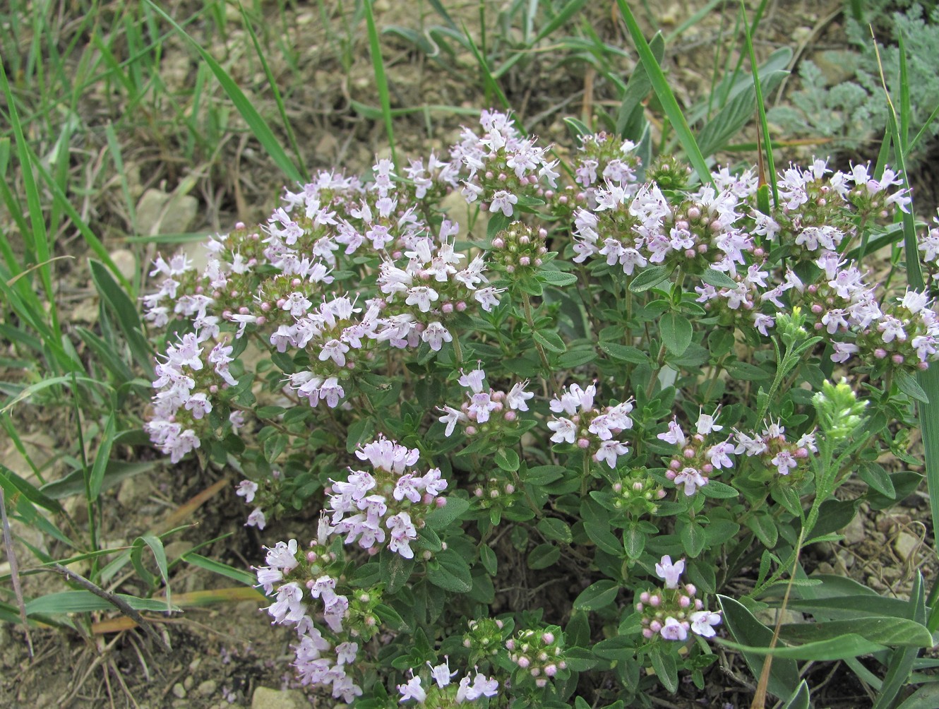 Изображение особи Thymus collinus.