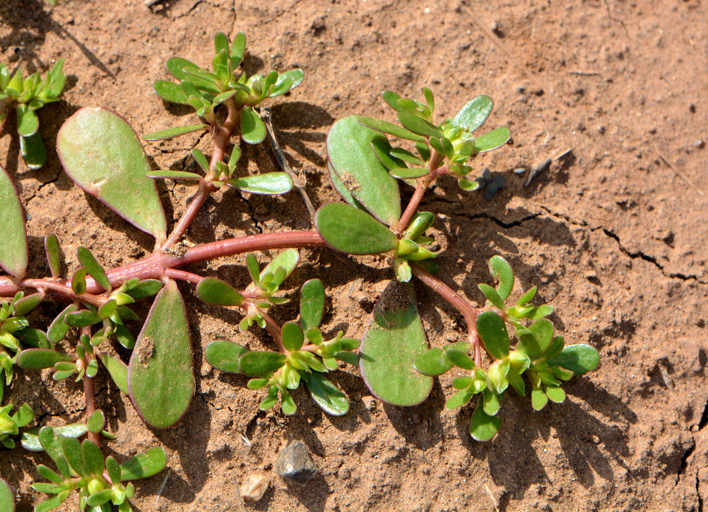 Image of Portulaca oleracea specimen.