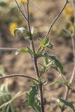 Crepis rhoeadifolia. Часть веточки. Ростовская обл., Мясниковский р-н, Чулекская балка, степной каменистый склон. 20.07.2019.