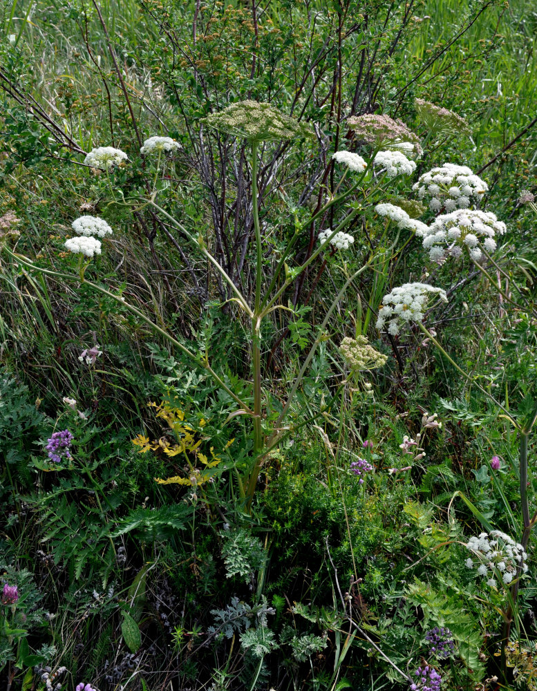 Image of Seseli libanotis specimen.