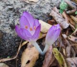 Colchicum cilicicum. Цветки. Московская обл., Щёлковский р-н, в культуре. 17.10.2019.