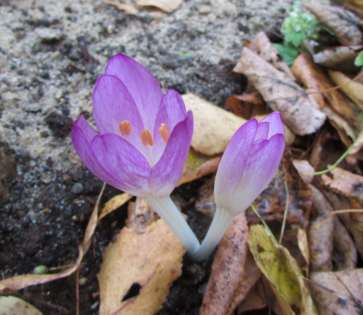 Изображение особи Colchicum cilicicum.