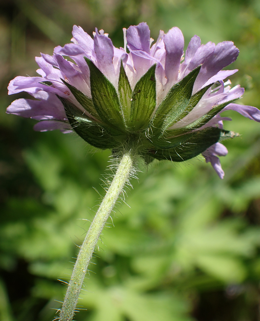 Изображение особи Knautia arvensis.