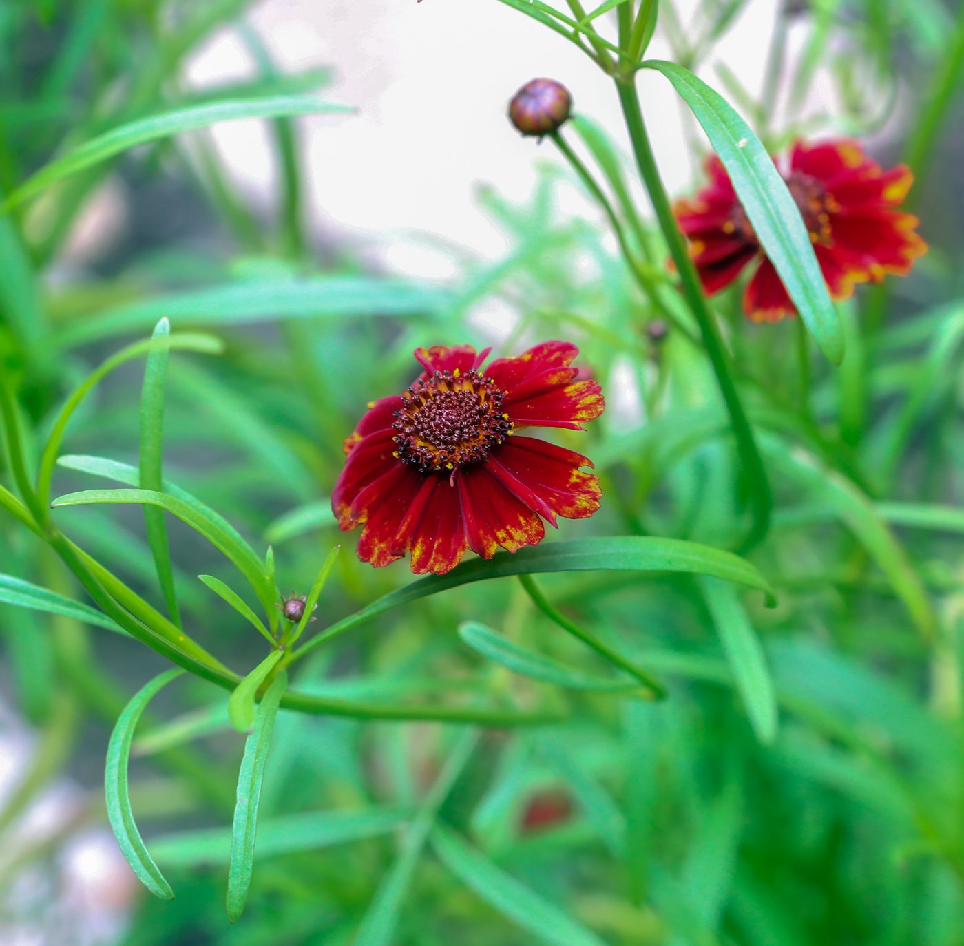 Image of Coreopsis tinctoria specimen.