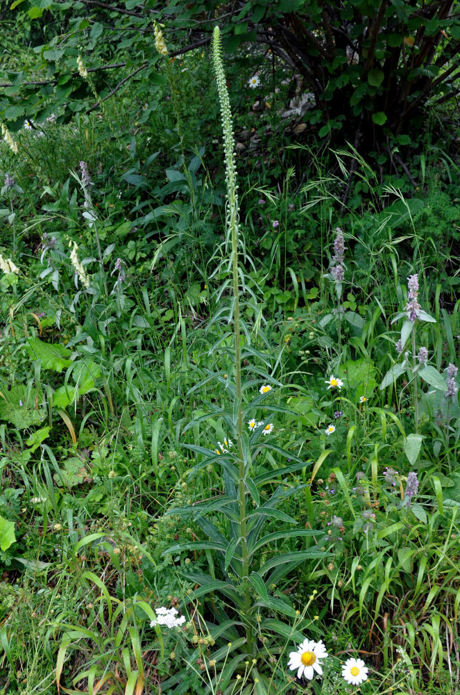 Image of genus Digitalis specimen.