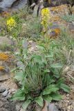 Sisymbrium brassiciforme. Цветущее и плодоносящее растение (в сообществе с Ephedra intermedia). Казахстан, хр. Шолак, северней вдхр. Капчагай, на каменистом склоне южной экспозиции. 17.04.2019.