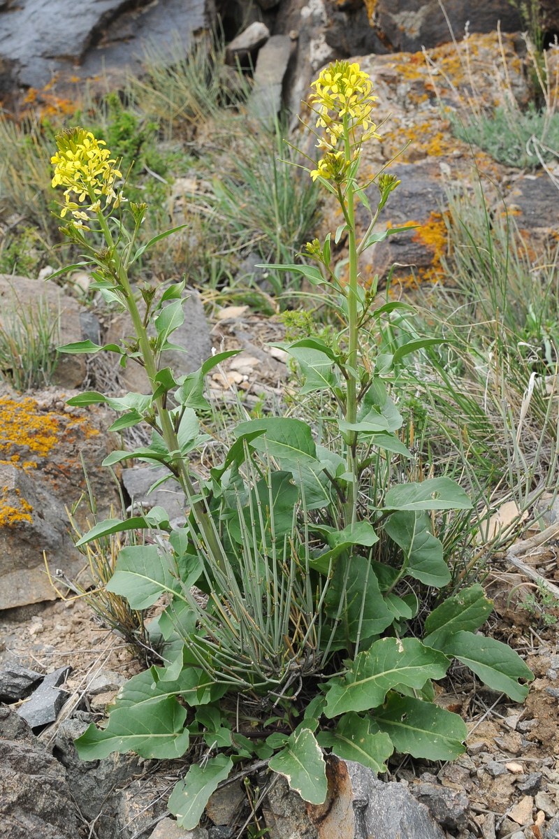 Изображение особи Sisymbrium brassiciforme.