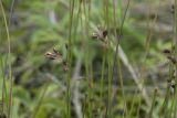 Juncus haenkei