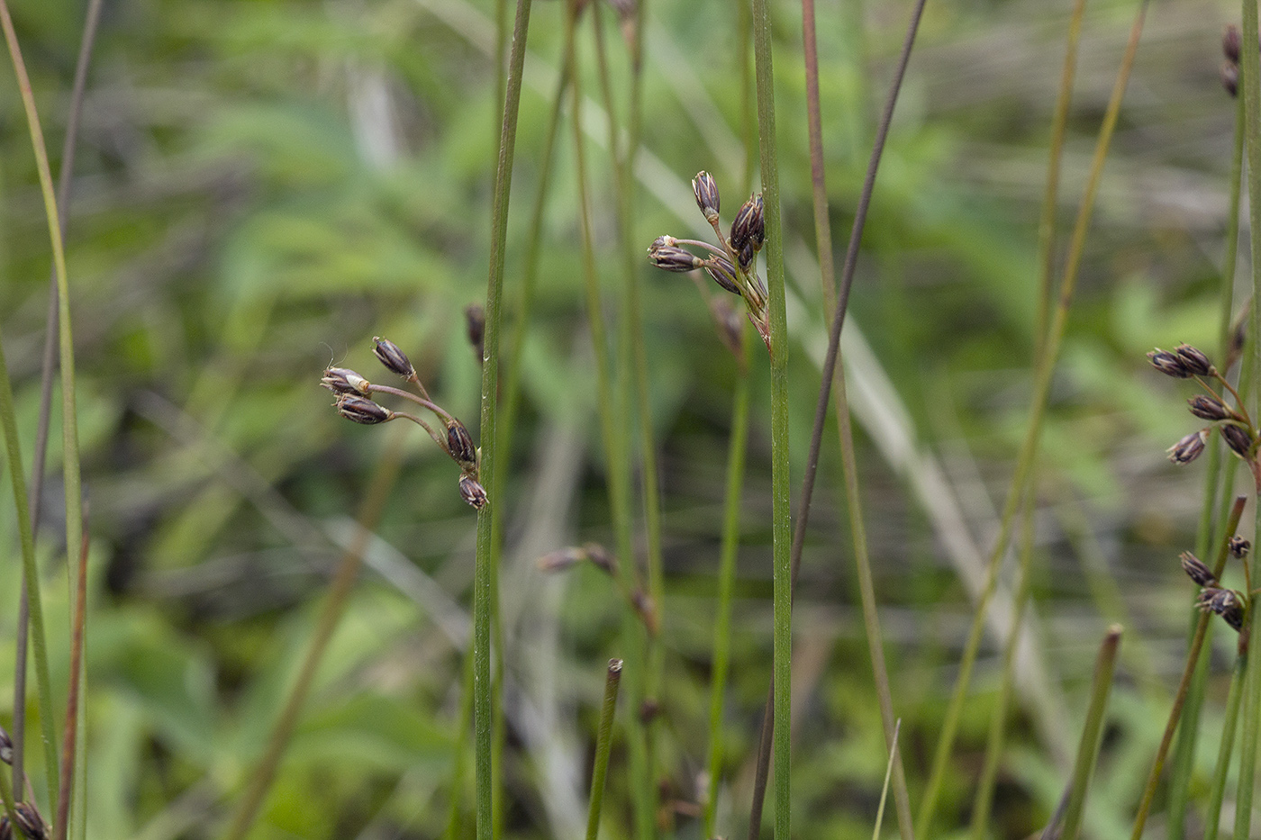 Изображение особи Juncus haenkei.