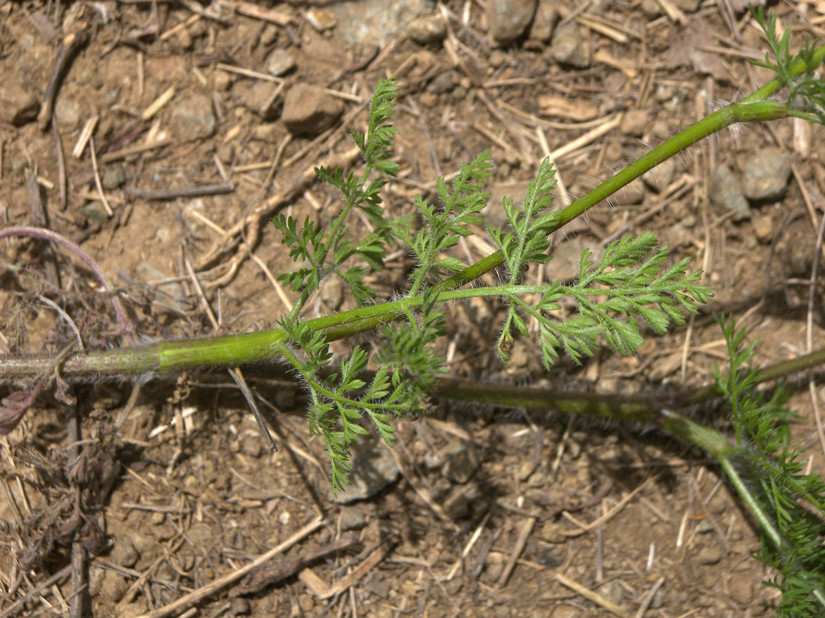 Image of Chaerophyllum crinitum specimen.