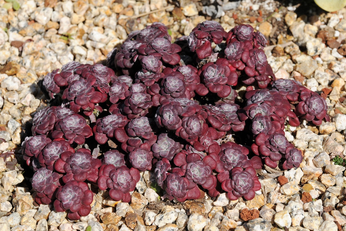 Image of Sedum spathulifolium specimen.