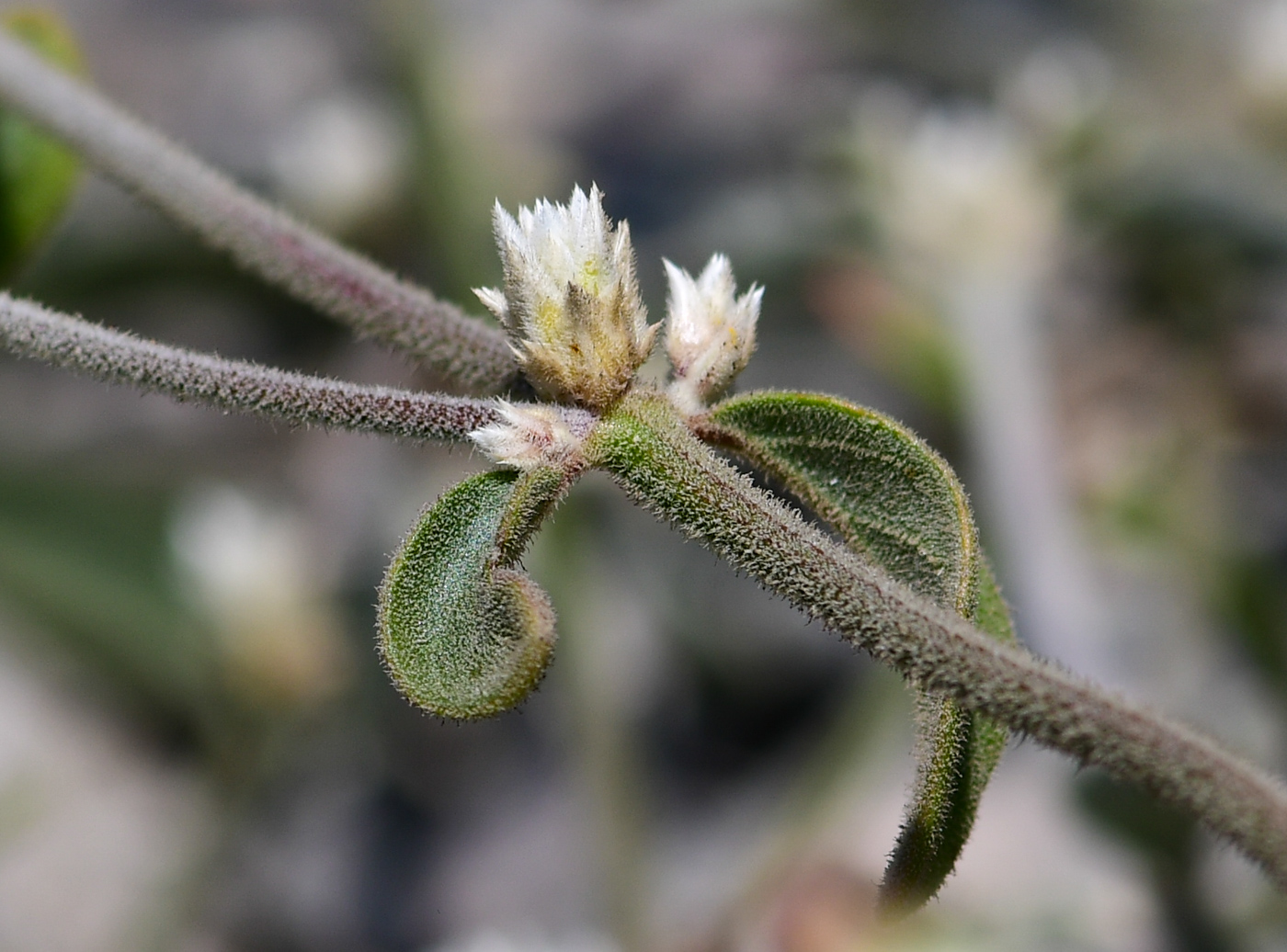 Изображение особи Alternanthera halimifolia.