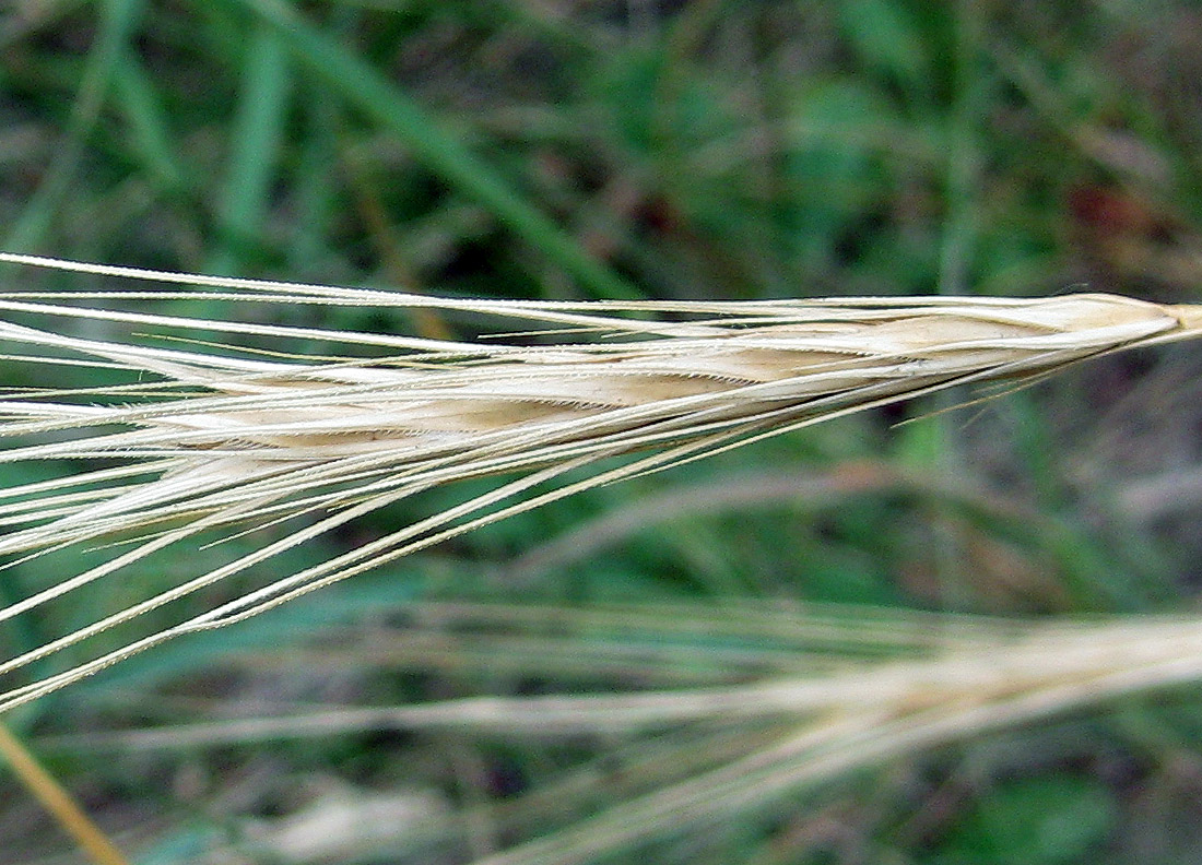 Image of Secale sylvestre specimen.