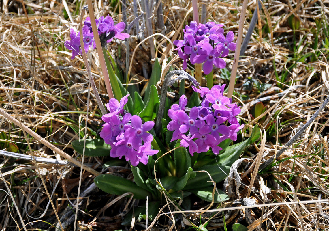 Изображение особи Primula nivalis.