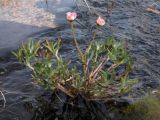 Beckwithia chamissonis