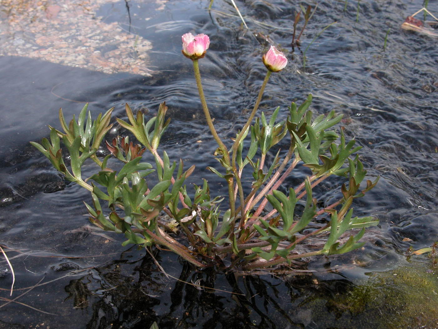 Image of Beckwithia chamissonis specimen.