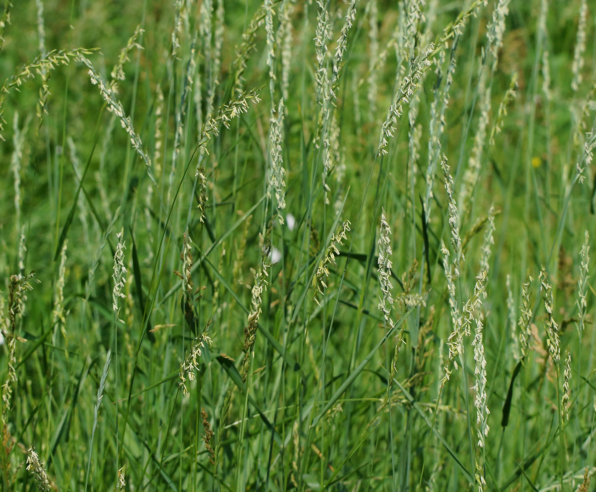 Изображение особи Elytrigia repens.