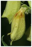 Digitalis grandiflora
