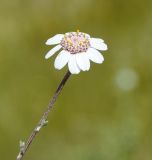 View full-size image Anthemis tricolor