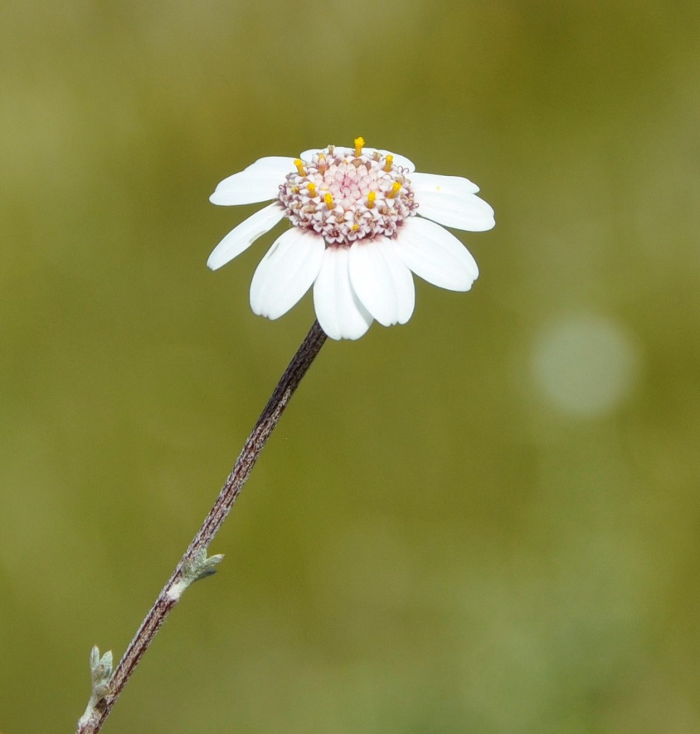 Изображение особи Anthemis tricolor.