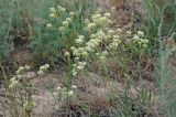 Lepidium songaricum