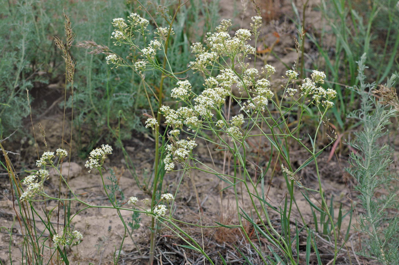 Изображение особи Lepidium songaricum.