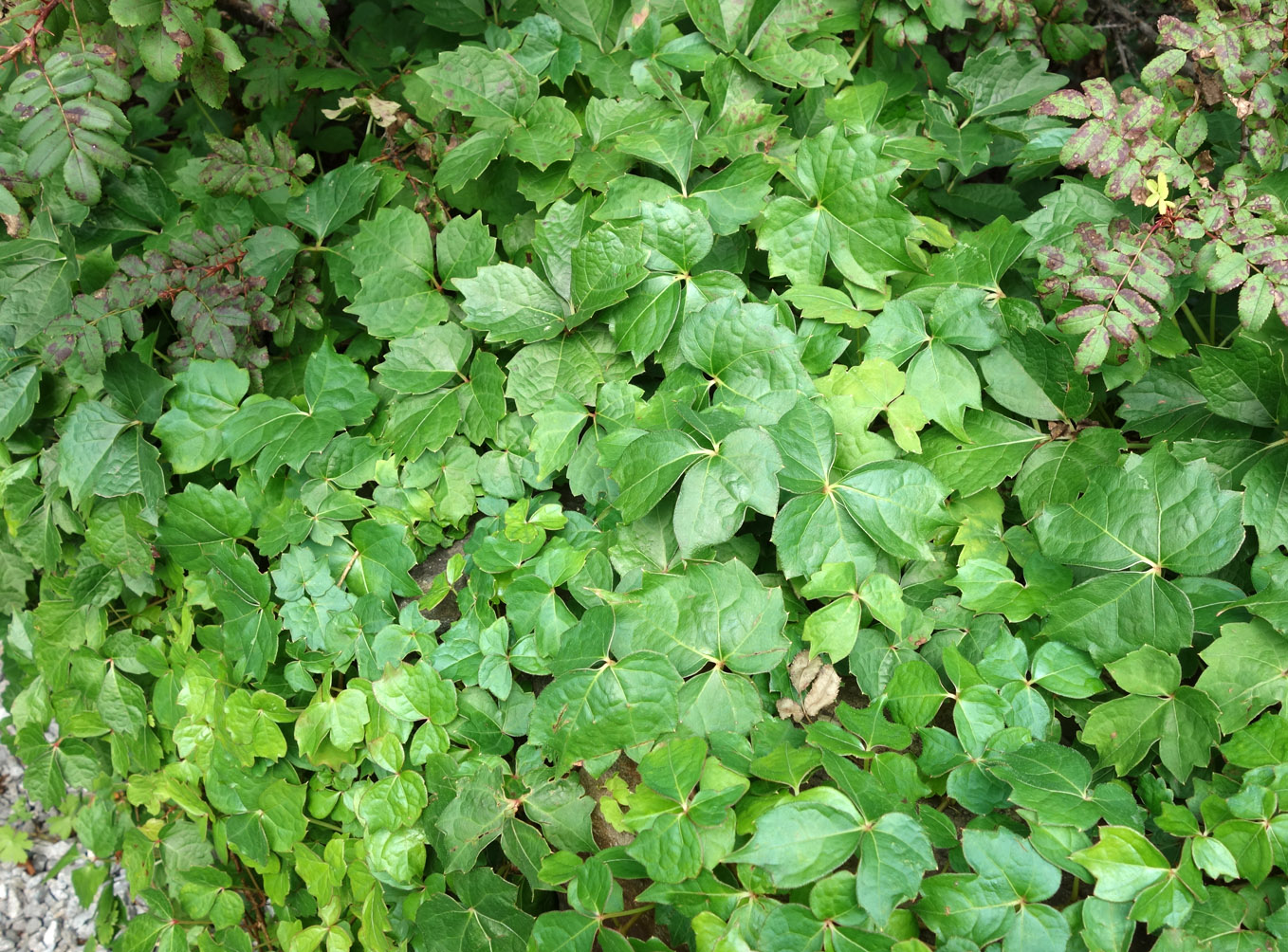 Изображение особи Parthenocissus tricuspidata.