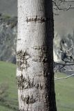 род Fraxinus