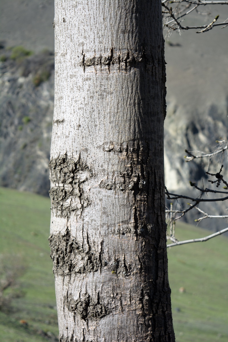 Image of genus Fraxinus specimen.