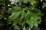 Viburnum opulus f. roseum