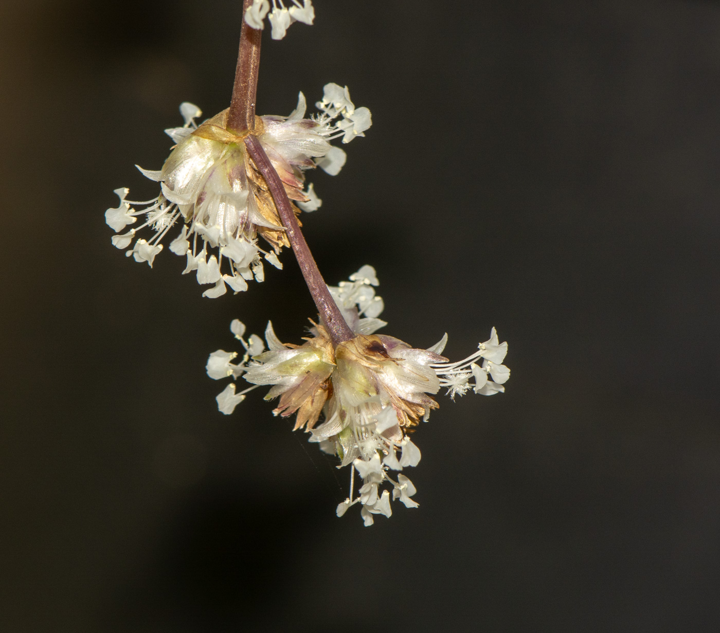 Image of Callisia fragrans specimen.