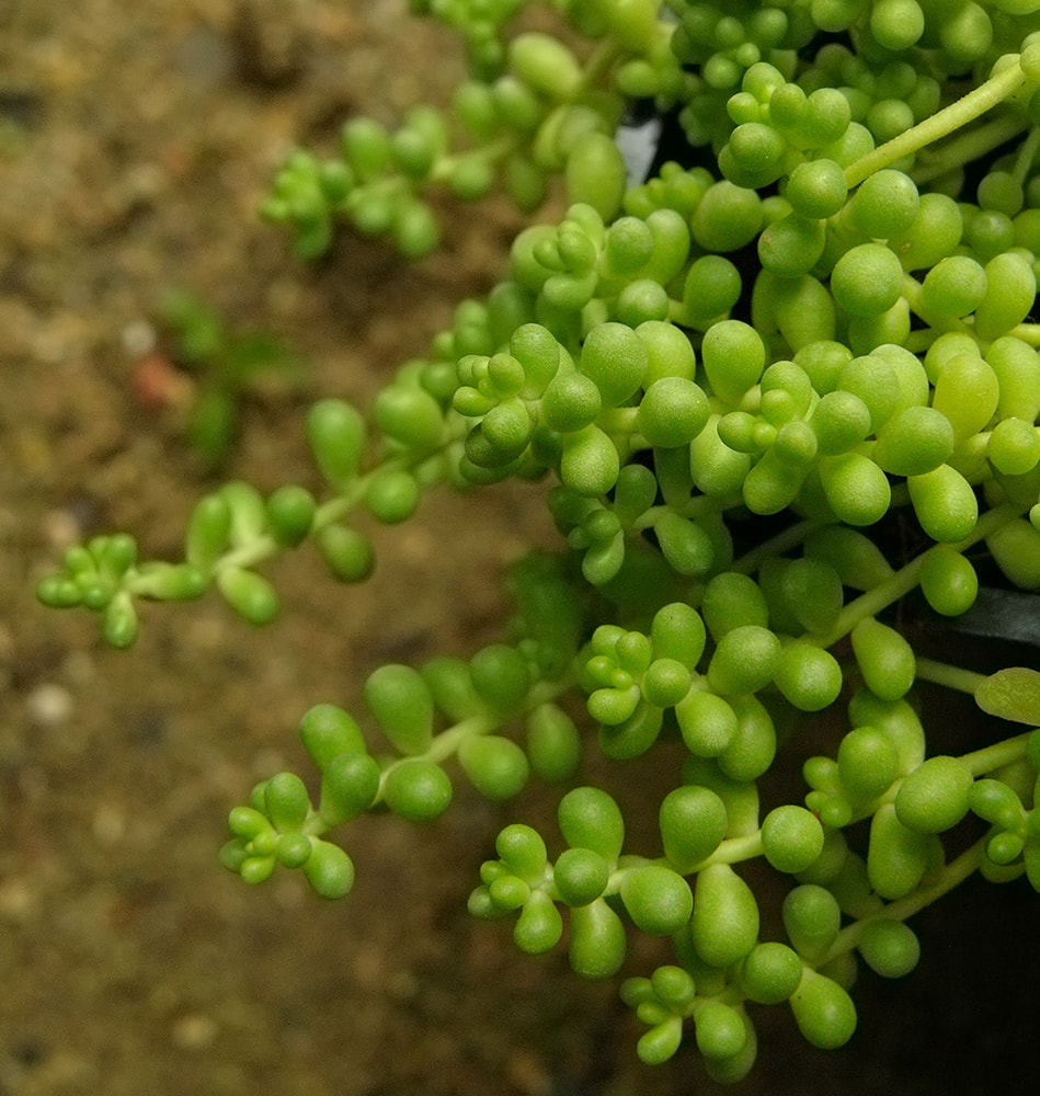 Image of Sedum album specimen.