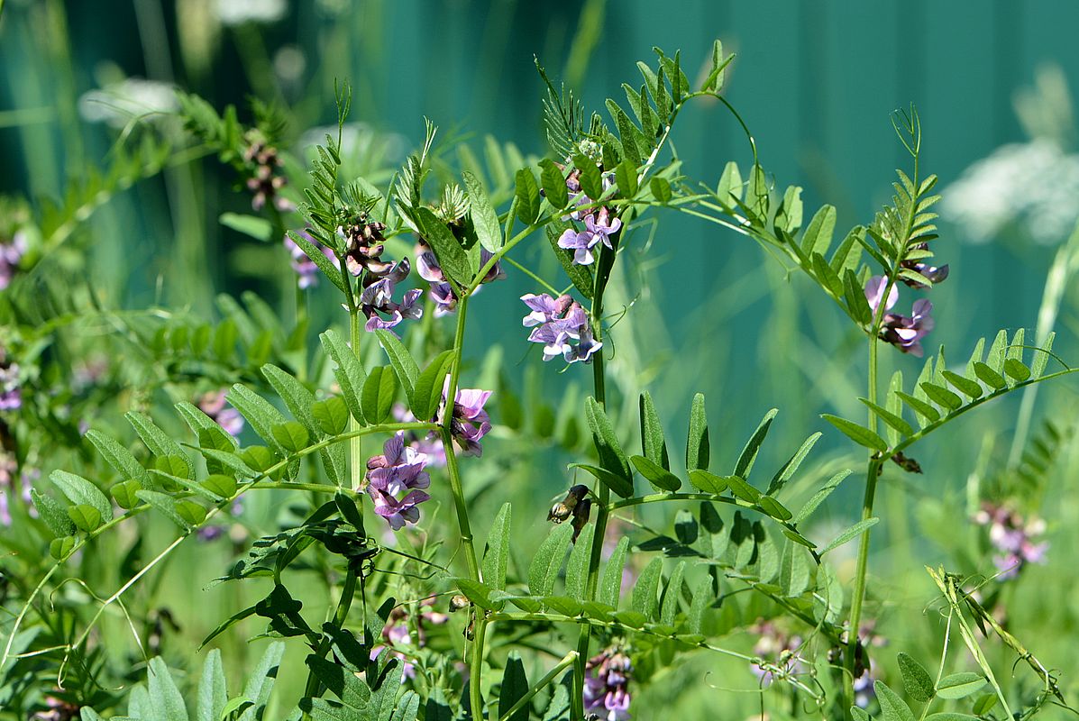 Image of Vicia sepium specimen.