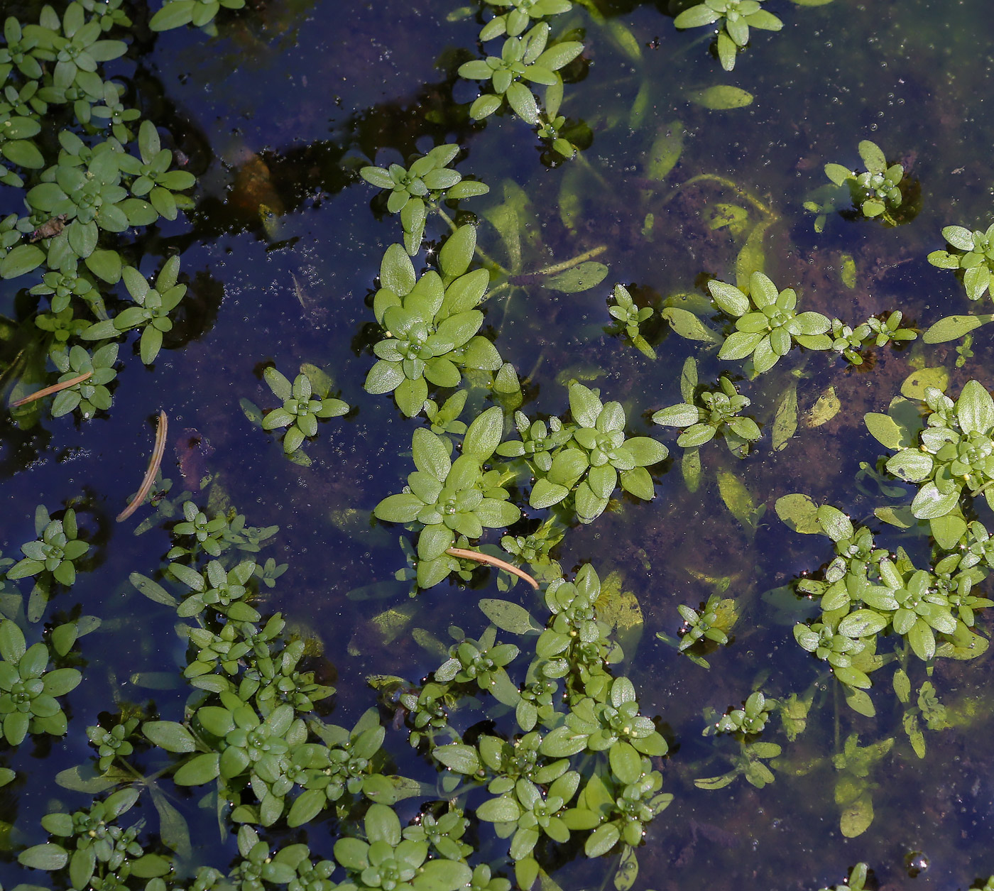 Изображение особи Callitriche palustris.