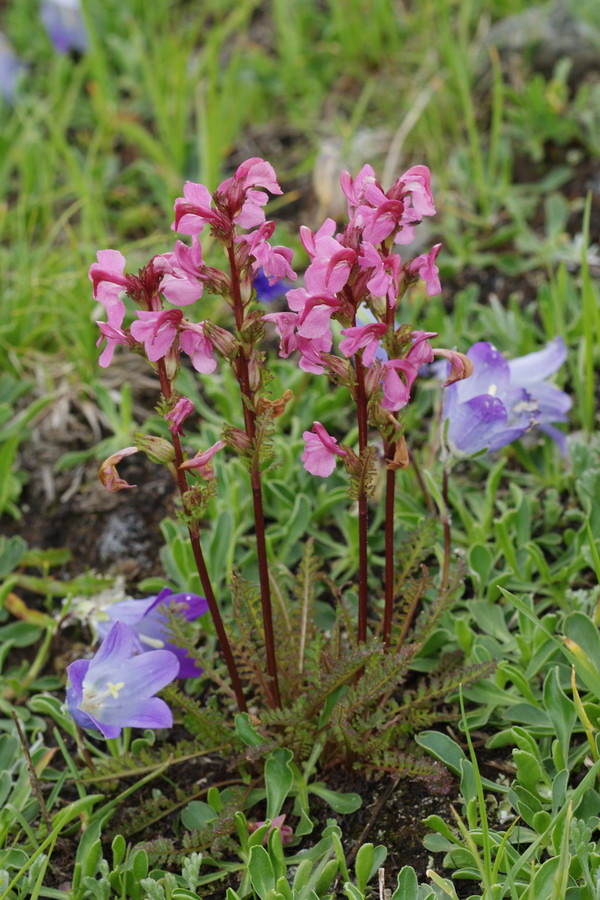 Изображение особи Pedicularis nordmanniana.